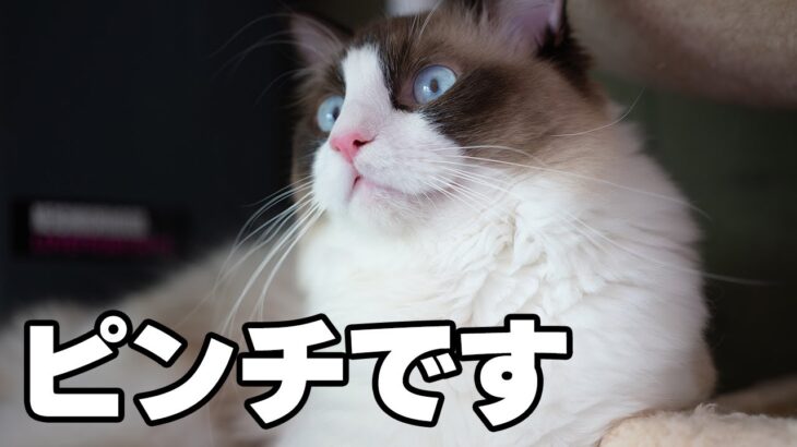 【神コロさんの日常】ウチのラグドールのレオがピンチです